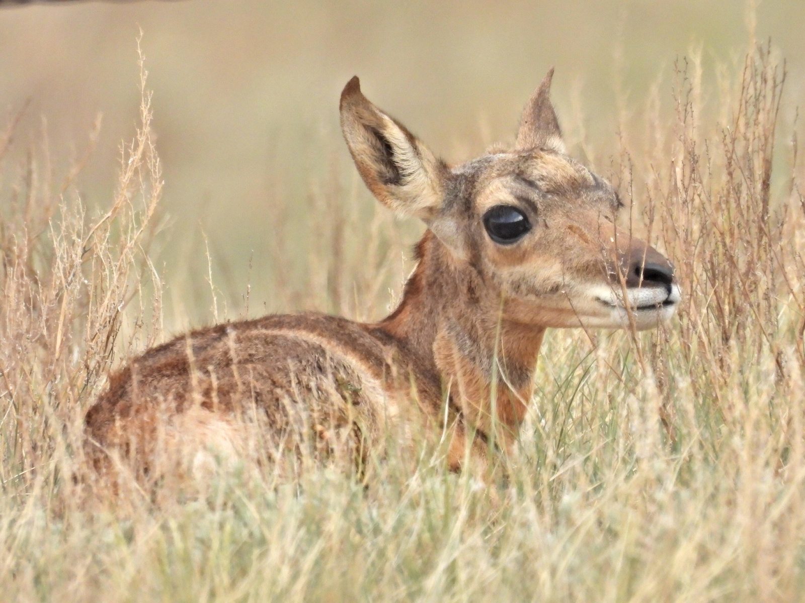 Pronghorn antelope buck in open country