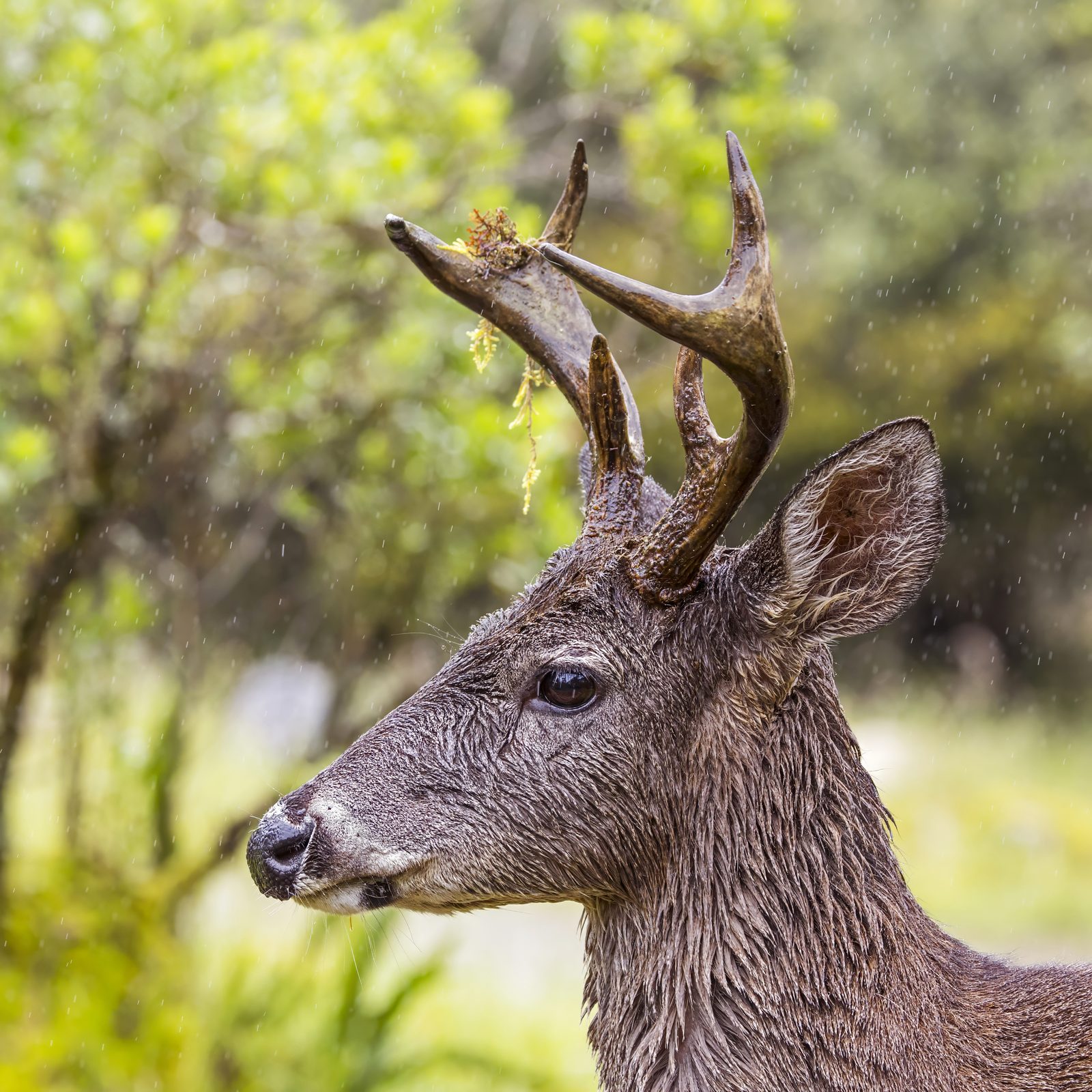 Coues whitetail buck