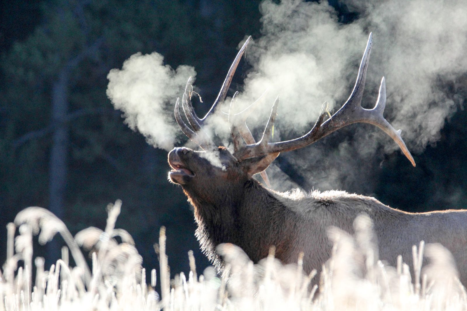Bull elk bugling on a frosty morning