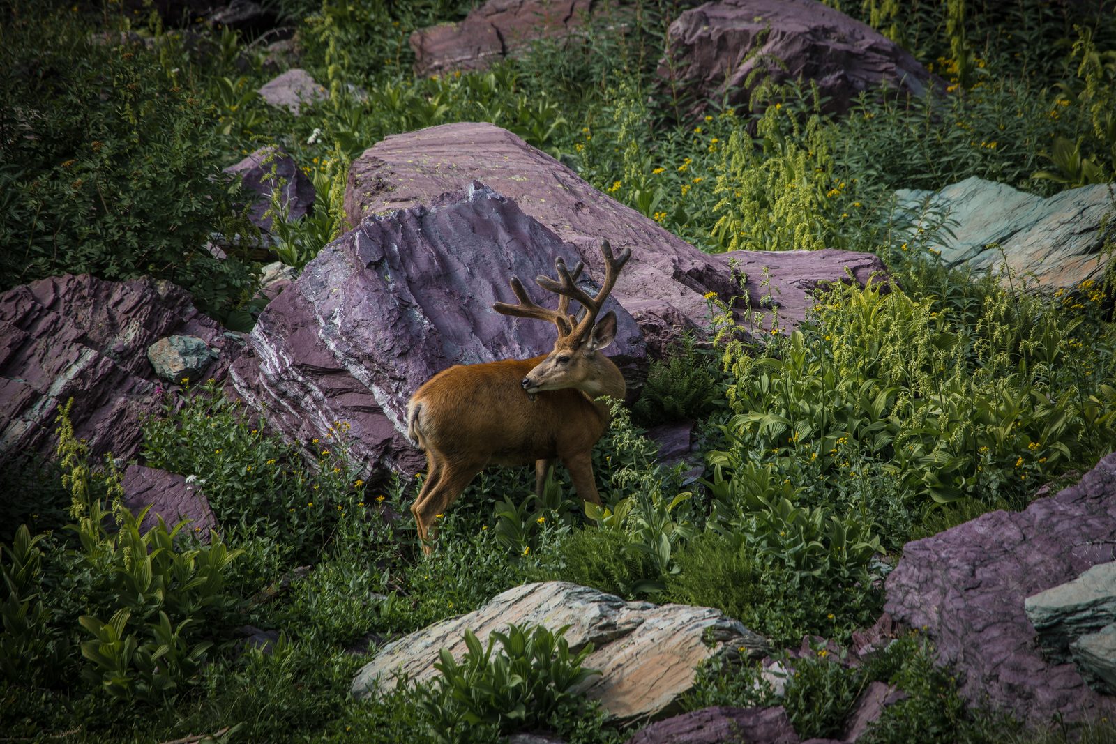 Mature mule deer buck